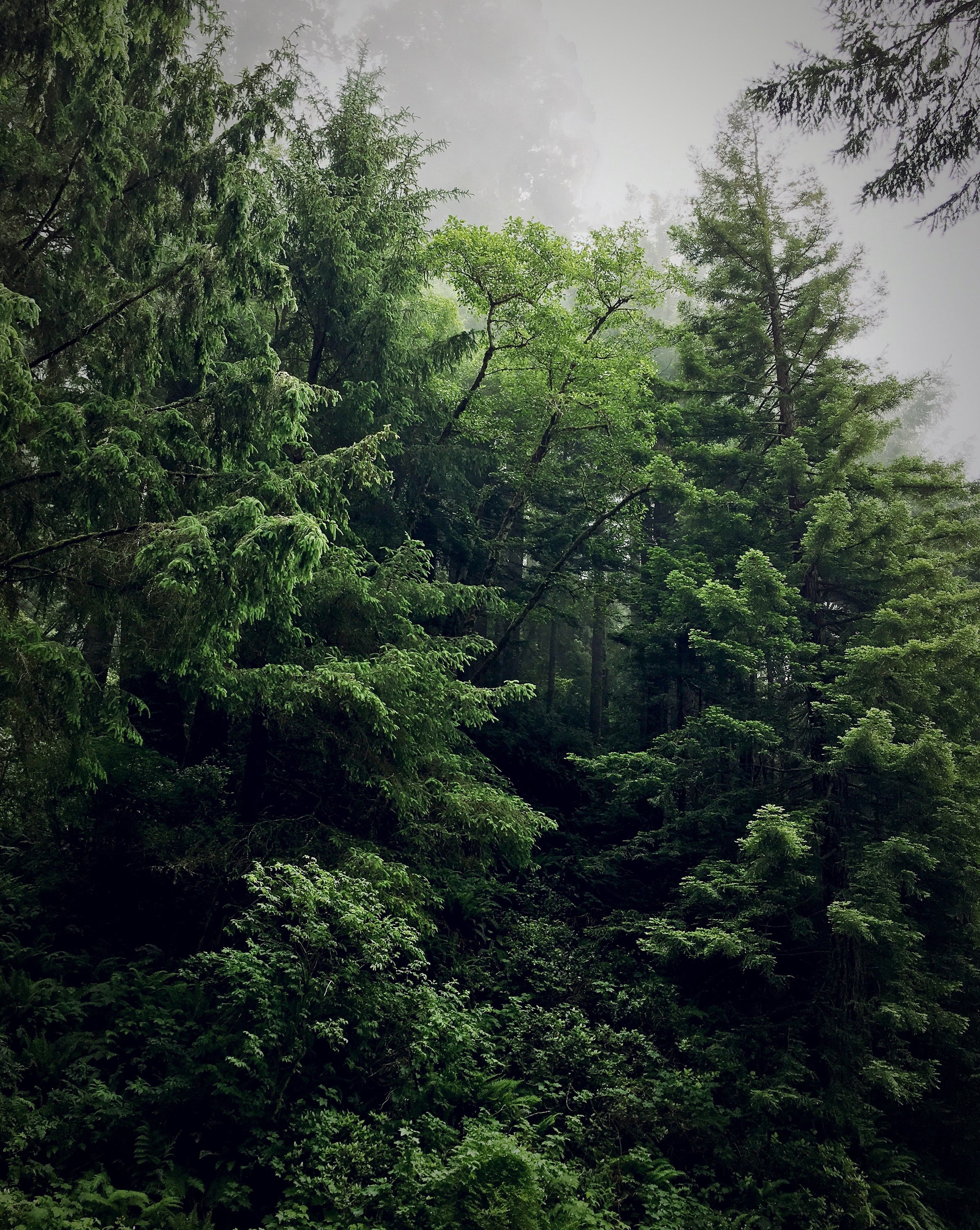 Rainforest with lush green trees and mist filled sky